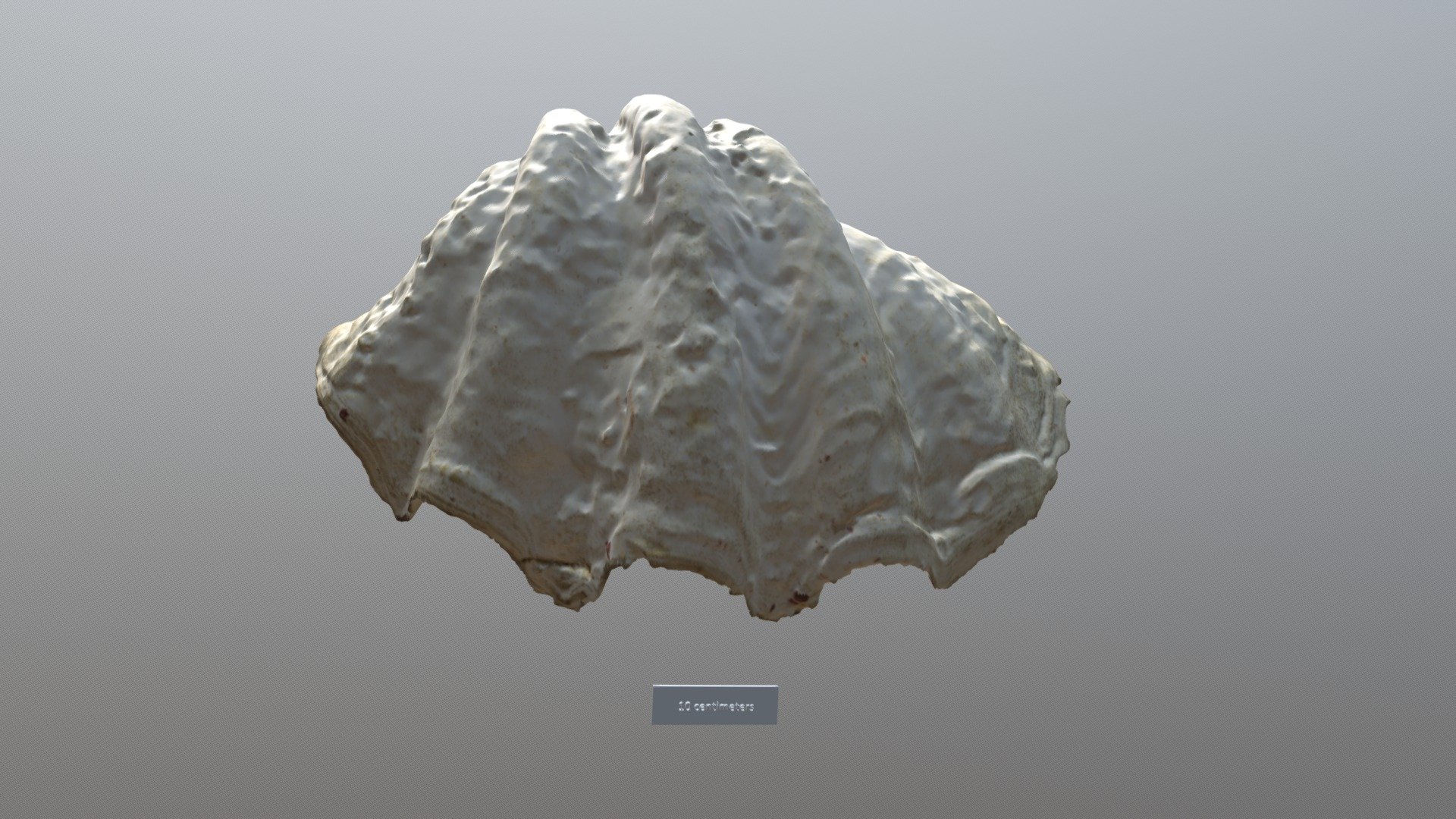 Giant Clam Shell Vcu3d3605 3d Model By Virtual Curation Lab Virtualcurationlab 61f7740