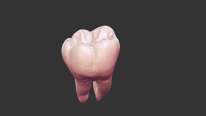 #30 Anatomy 3D Model