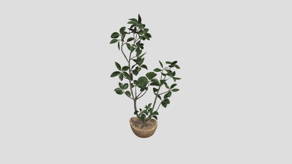 Plant