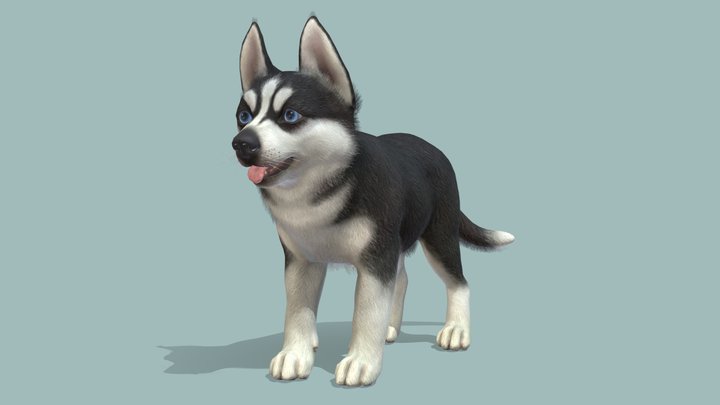 Puppy - Husky v02 3D Model