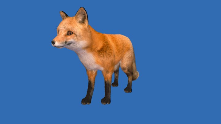 Realistic Fox 3D Model