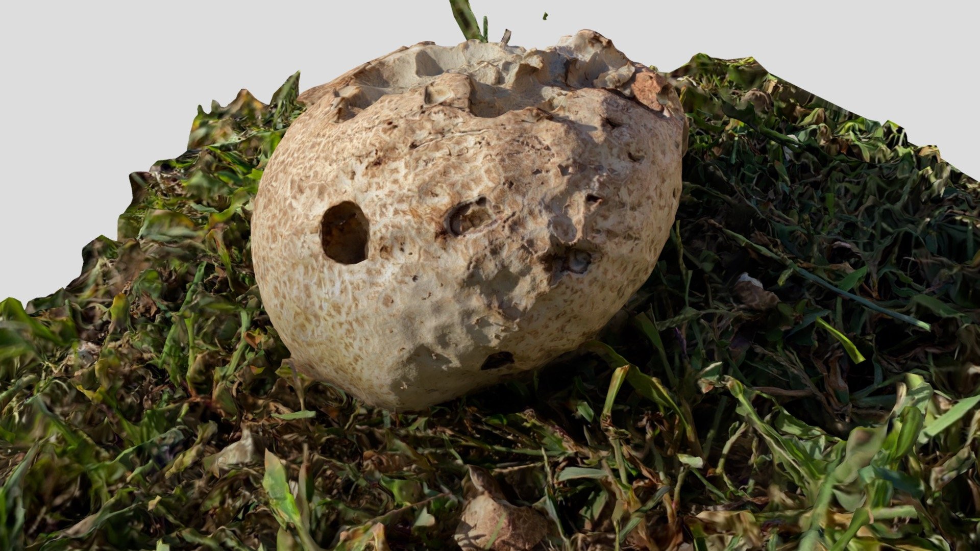 Day 070: Giant Puffball Mushroom