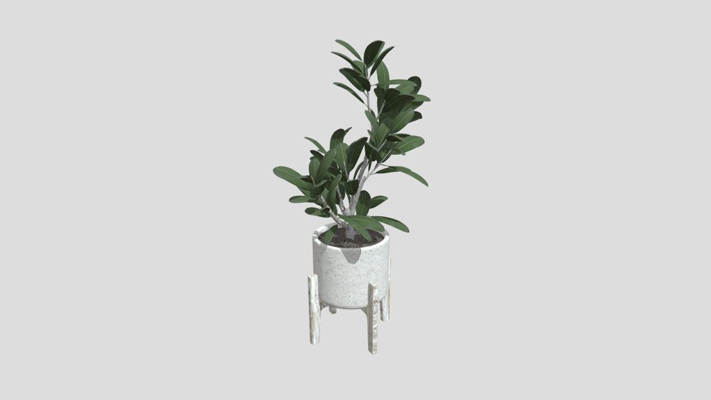 Minimal Frangipani Indoor Planter