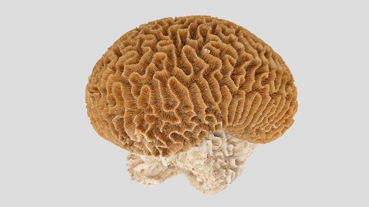 Coeloria Coral (NHMW-ZOO-EV-0015176) 3D Model