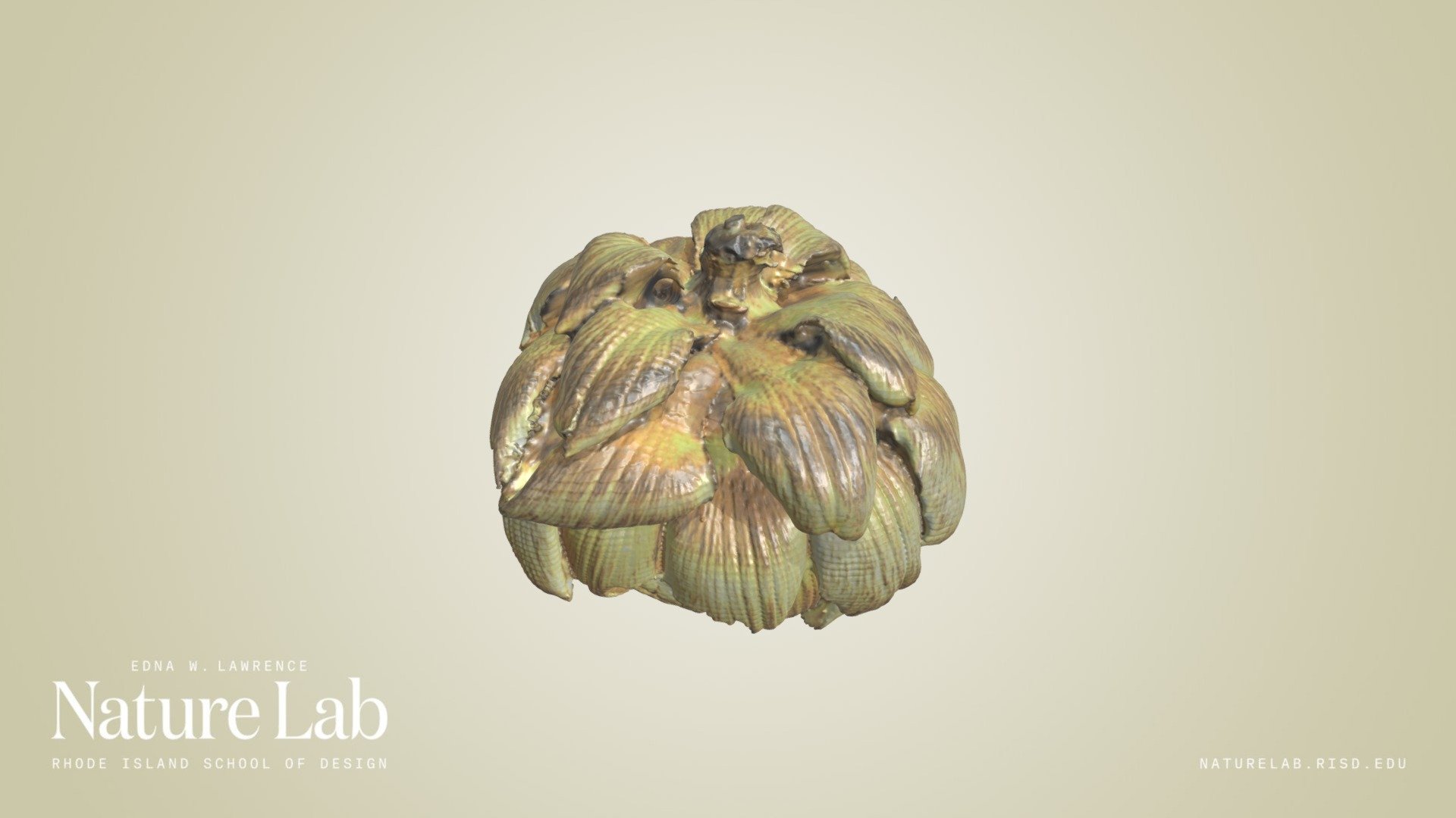 Artichoke