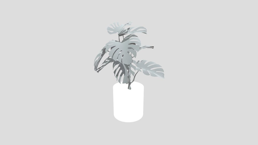 Monestera Plant Small Var Potted