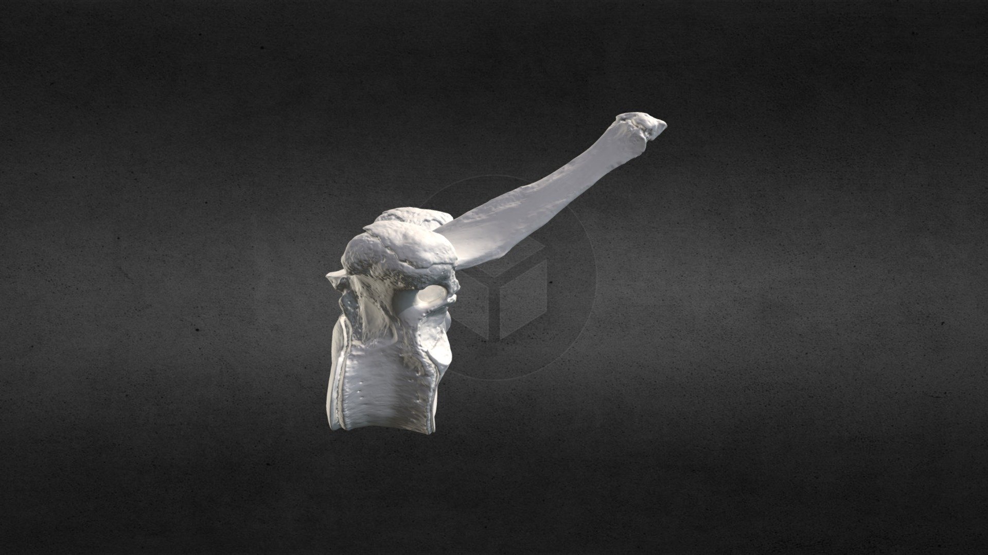 Loxodanta africana (elephant) Thoracic Vert 12