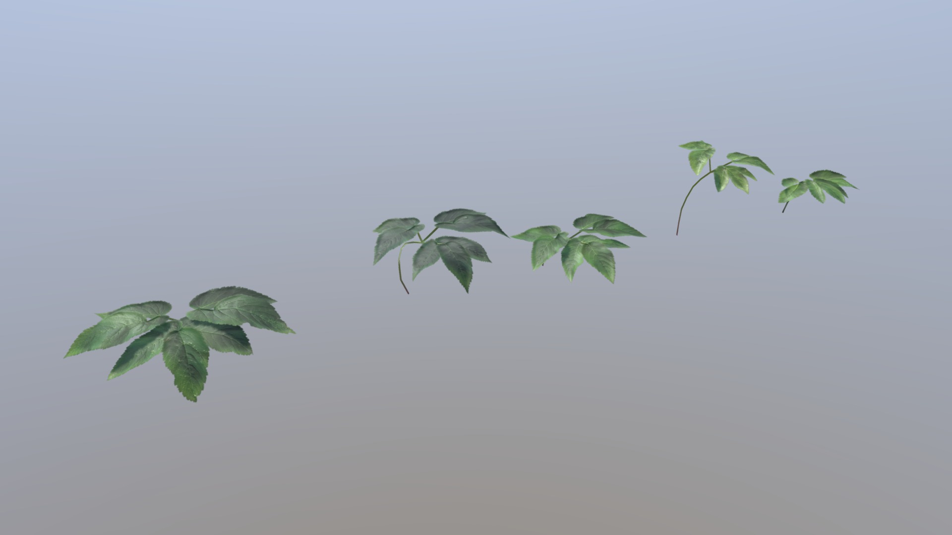 3D model Ashweed Pack - This is a 3D model of the Ashweed Pack. The 3D model is about a plant with leaves.