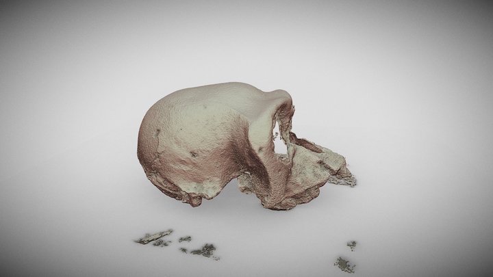 Skull of Grey Langoor 3D Model