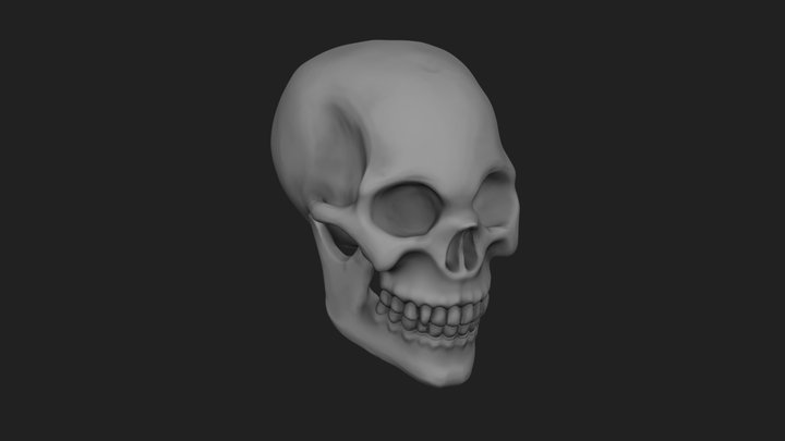 The skull 3D Model