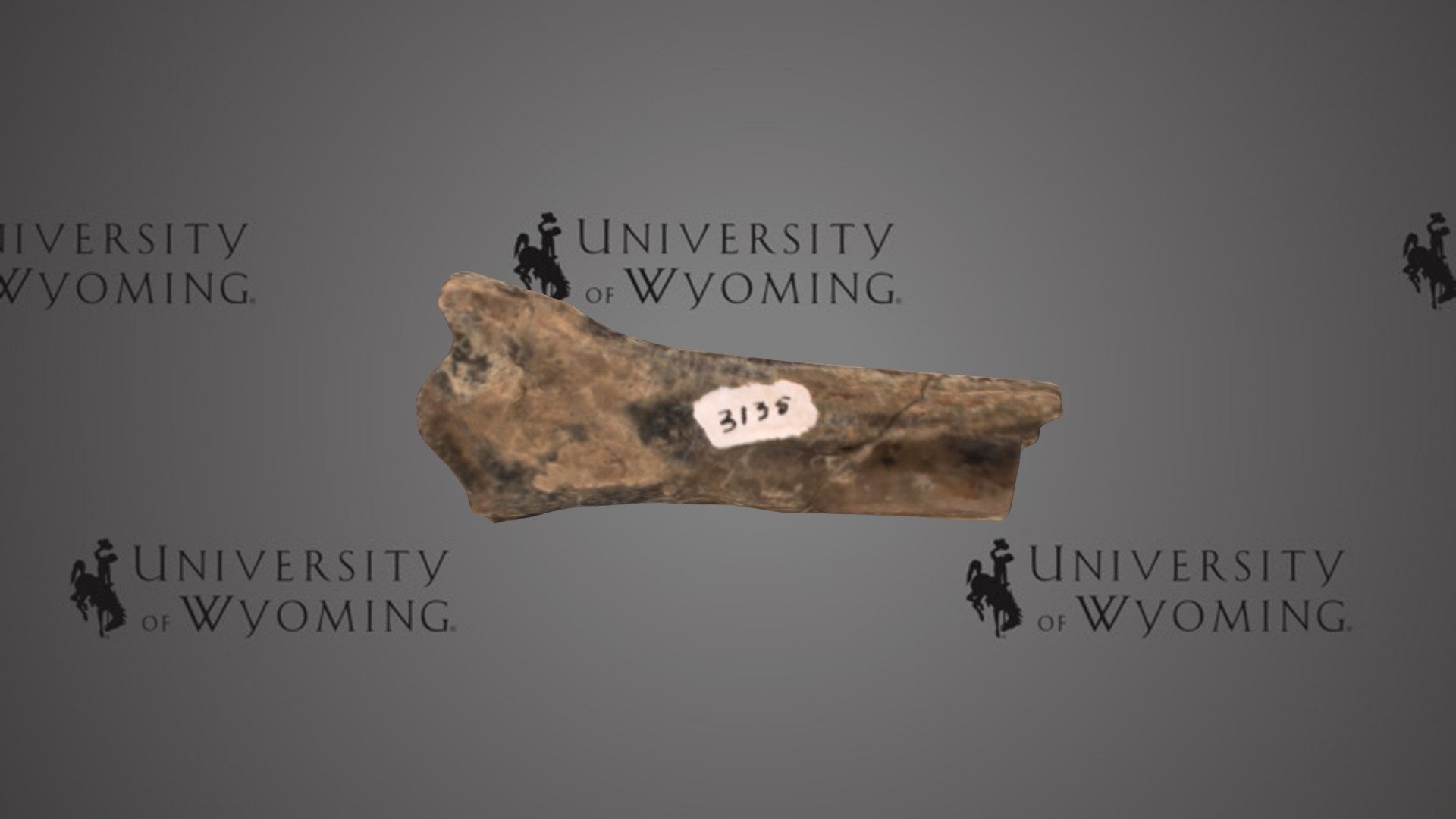 UW 3135 E - Hyrachyus sp., Partial Limb Bone