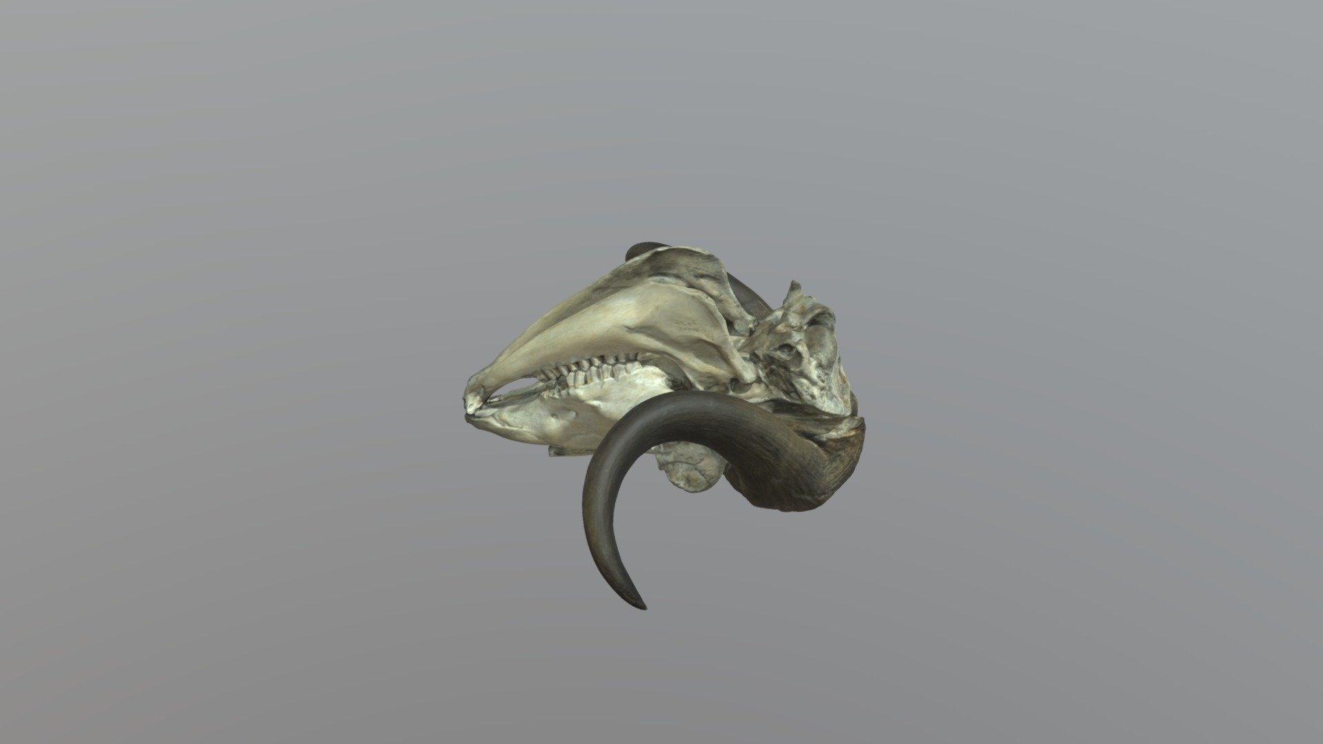 Muskox-skull