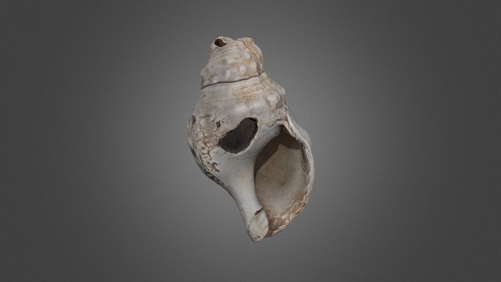 Charonia Lampas SMM/91/Pozo 3/Niveles mezclados 3D Model