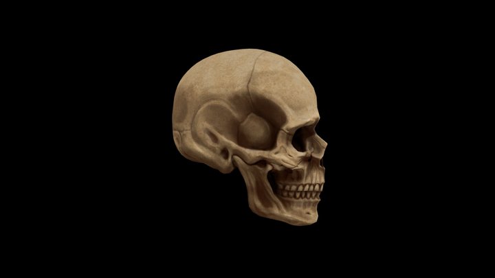 Human Skull Lowpoly Handpainted Texture 3D Model