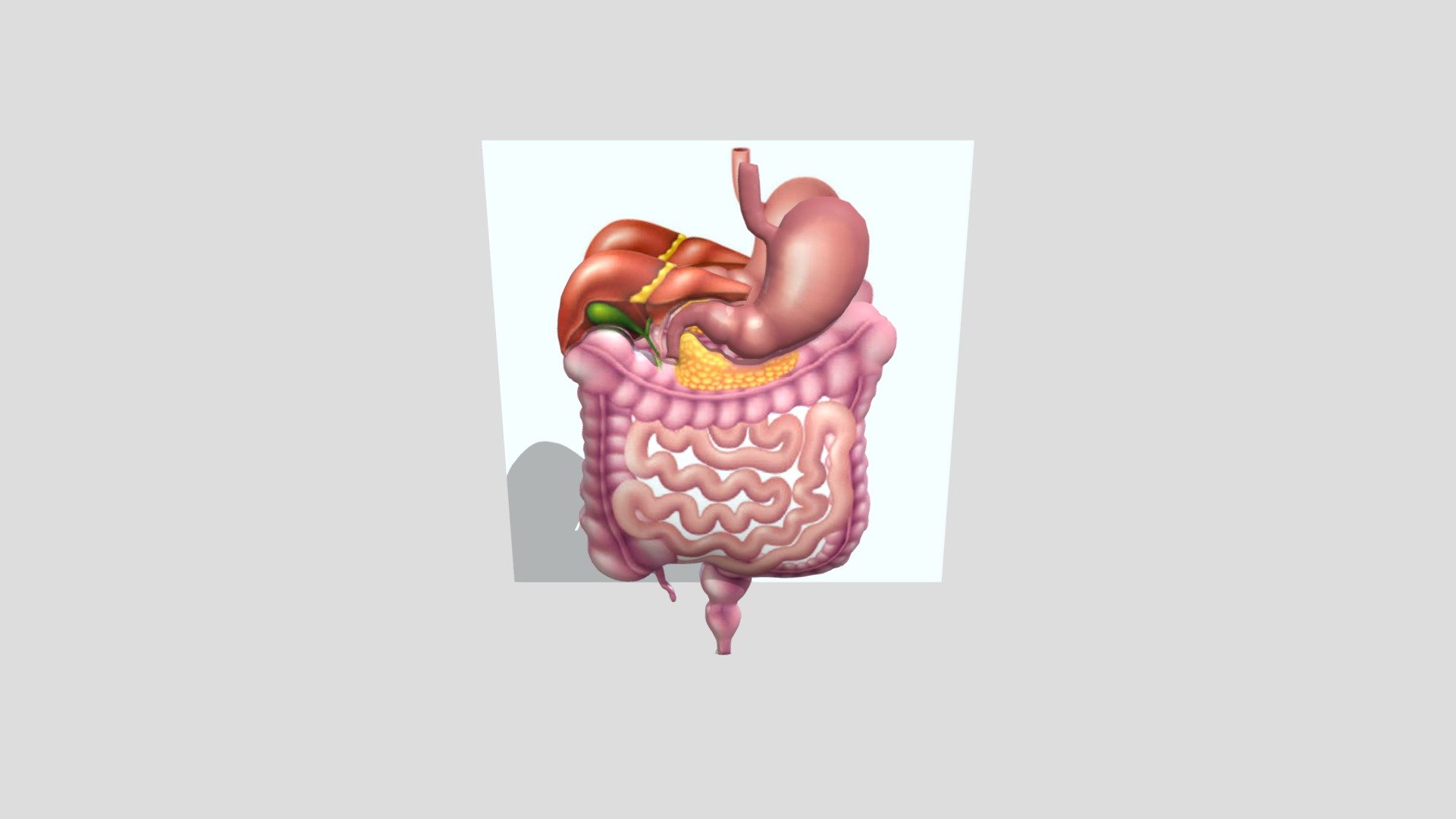 sistem pencernaan manusia - Download Free 3D model by jackleechan11