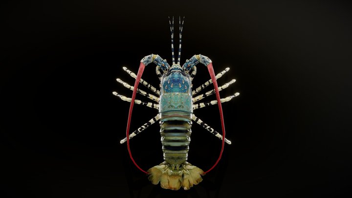 Panulirus ornatus 3D Model