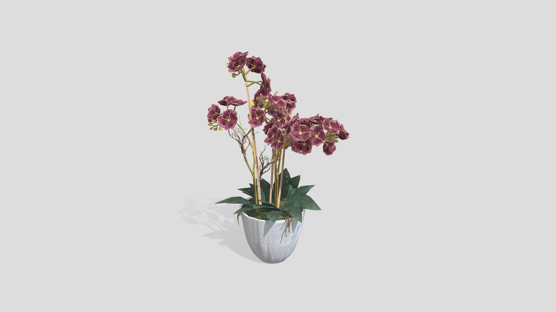 KEJORA-03 Double Stalk