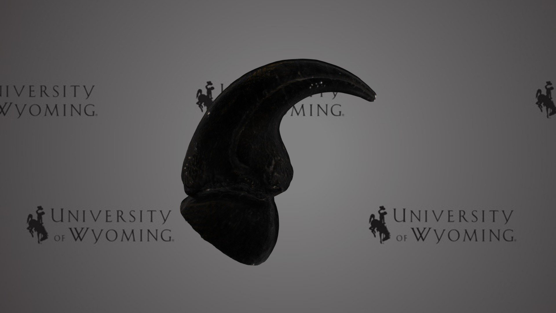 UWG 908 - Rodentia, Claw