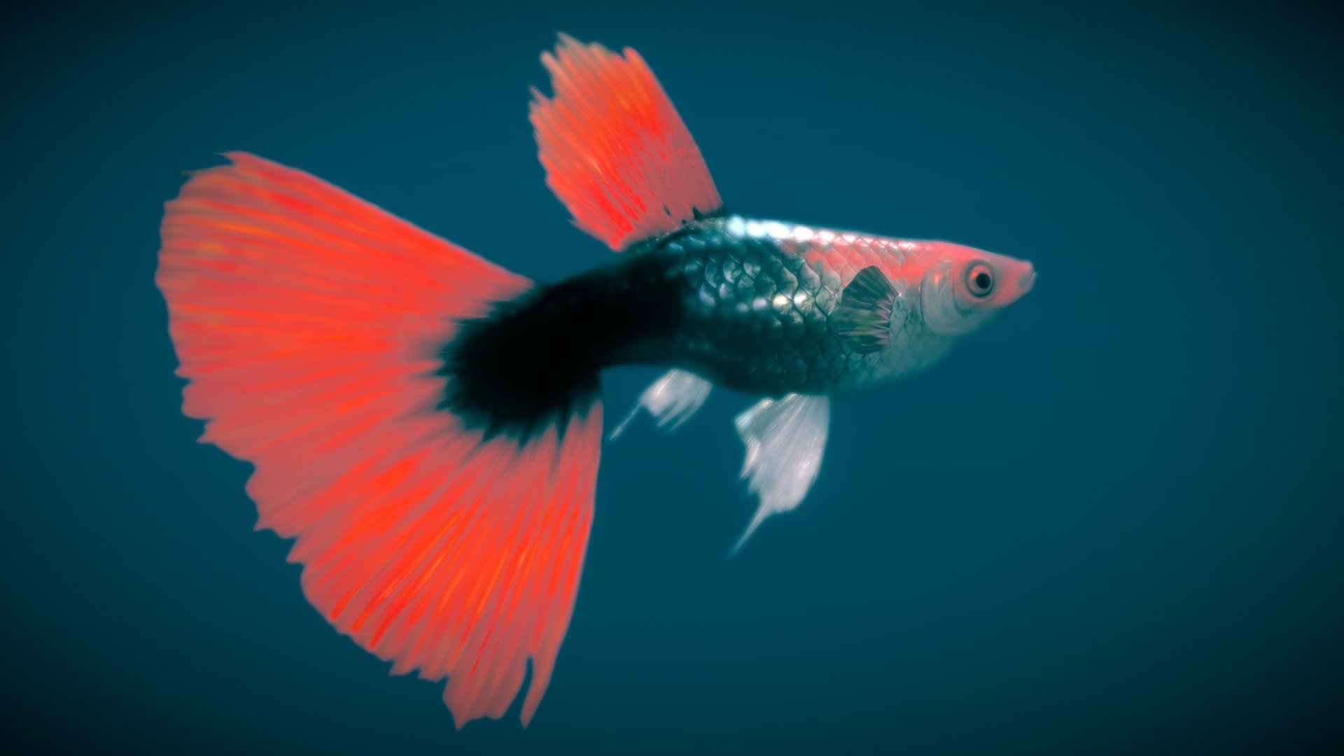 Guppy — Red Tuxedo ♂ - 3d Model By Nestaeric [621c586] - Sketchfab