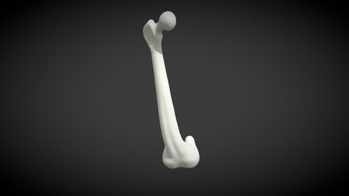 Femur 3D Model