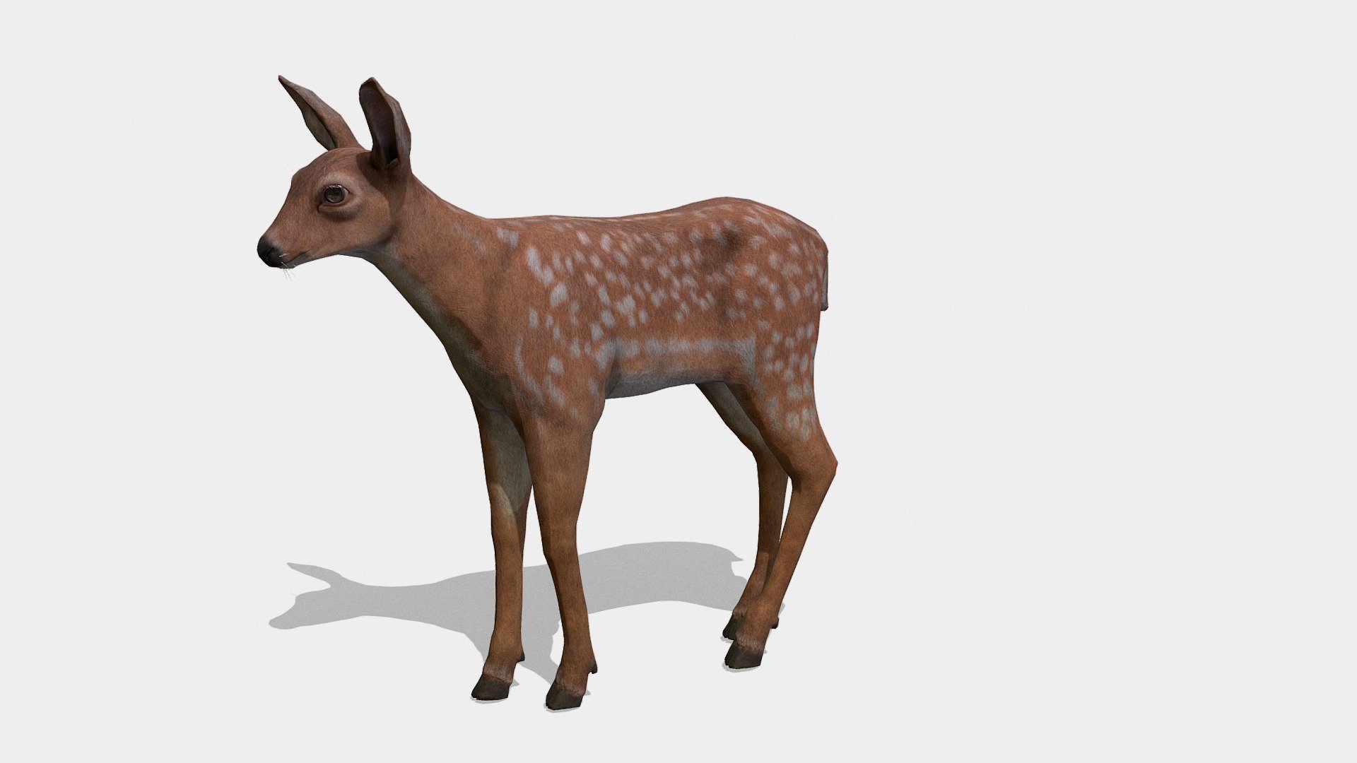 Deer Calf