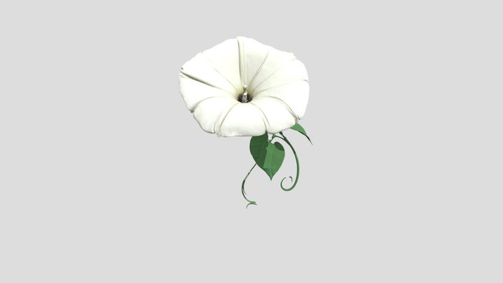 Morning Glory Blossom 3D Model
