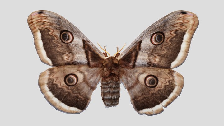 YPM ENT.404179 Giant peacock moth, Saturnia pyri – Kostenloses 3D-Modell STL