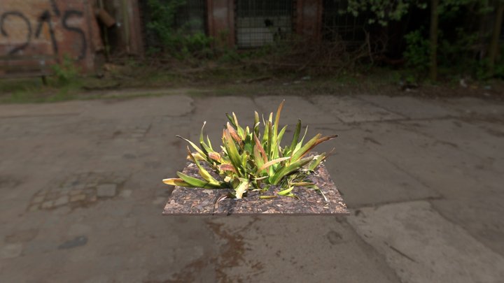 Rocky Point Grass (Humboldt) 3D Model