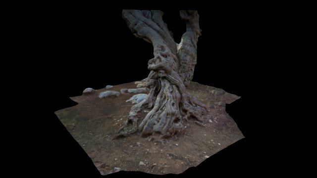 Ulivo secolare 3D Model