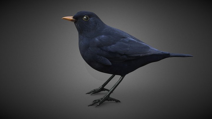 Mirlo Macho (Turdus merula) 3D Model