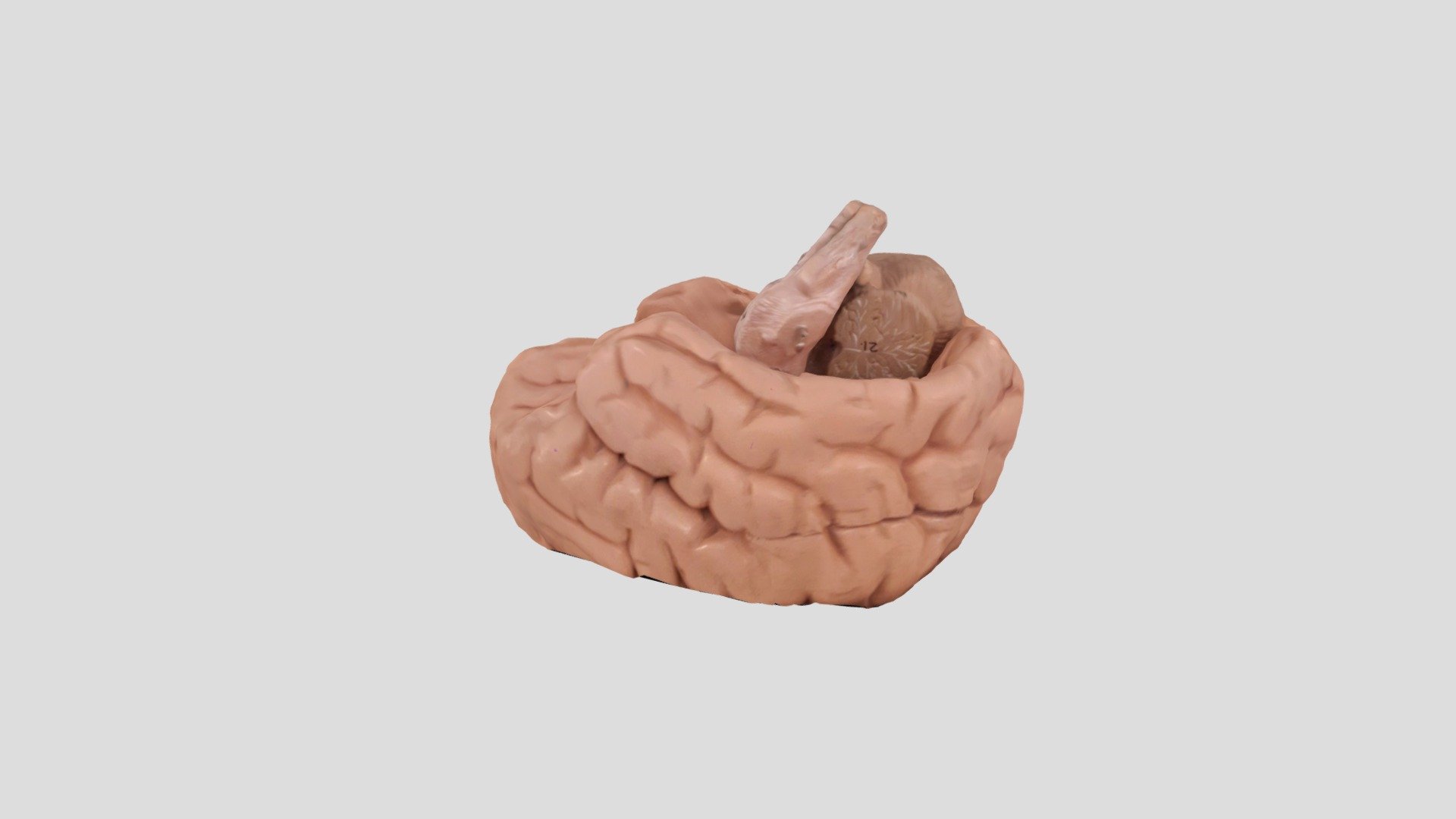 cerveau1