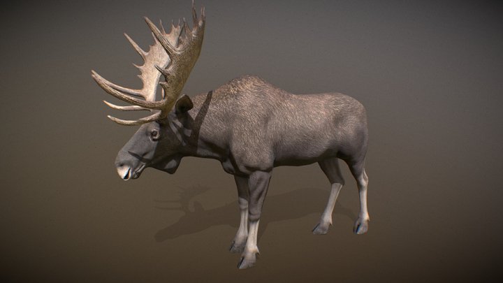 Moose 3D models - Sketchfab