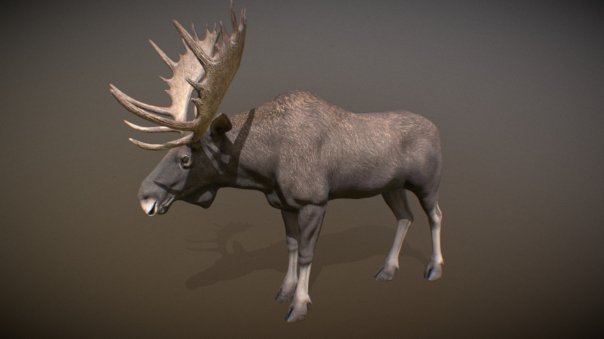 Animalia - Moose (male) - 3D model by GiM (@GamesInMotion) [622c345 ...