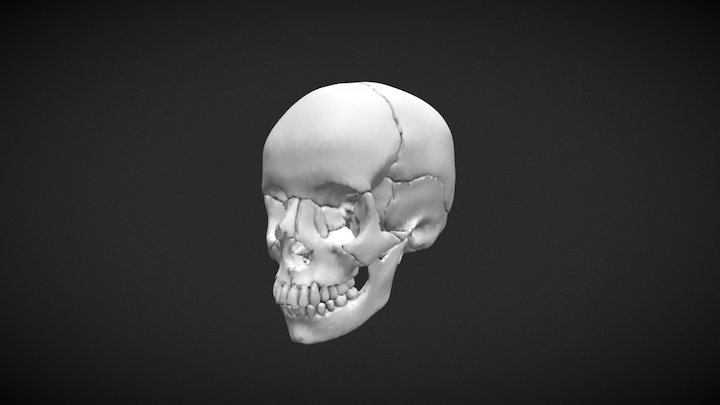 Human Skull 3D Model