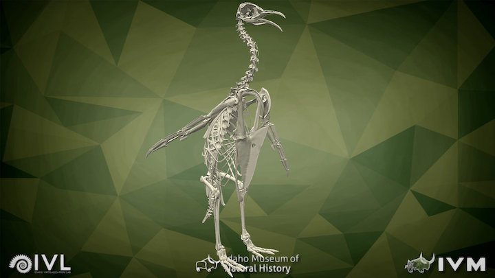 Emperor penguin IMNH-R-1367 – Modello 3D gratuito STL