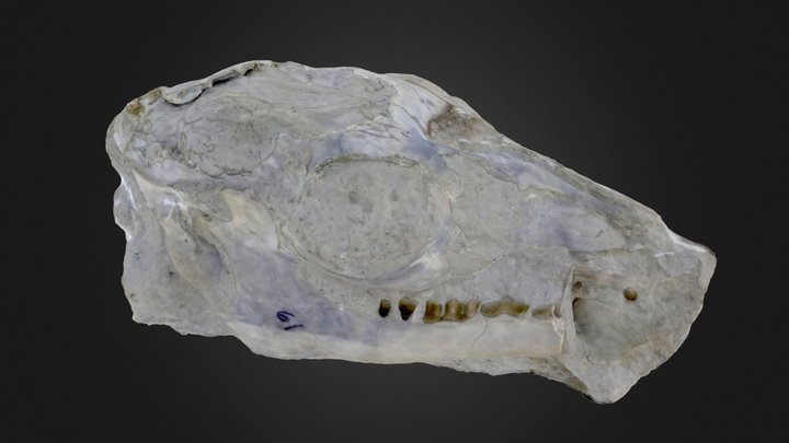Vertebrate: Poebrotherium with brain (PRI 49382) – Free 3D Model STL