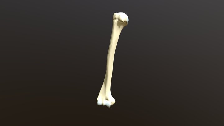 L_H_01 3D Model