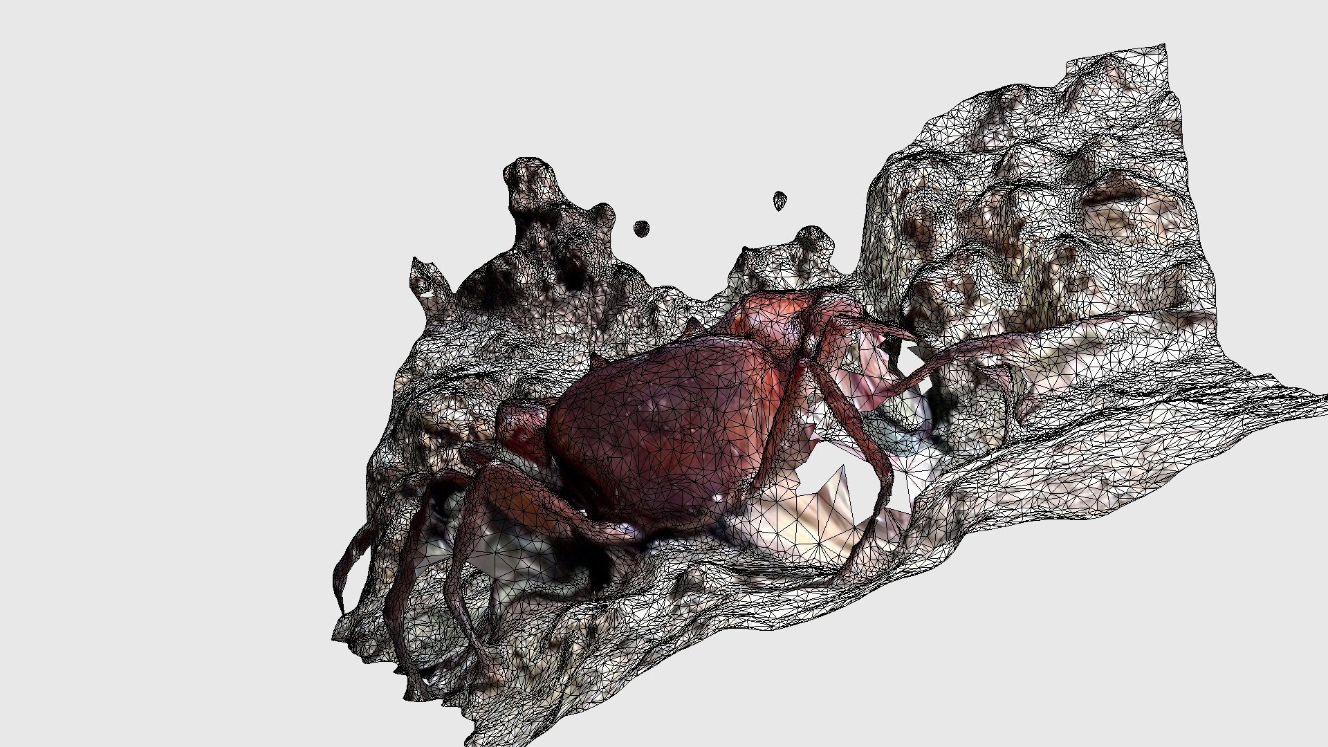 Geothelphusa tenuimanus