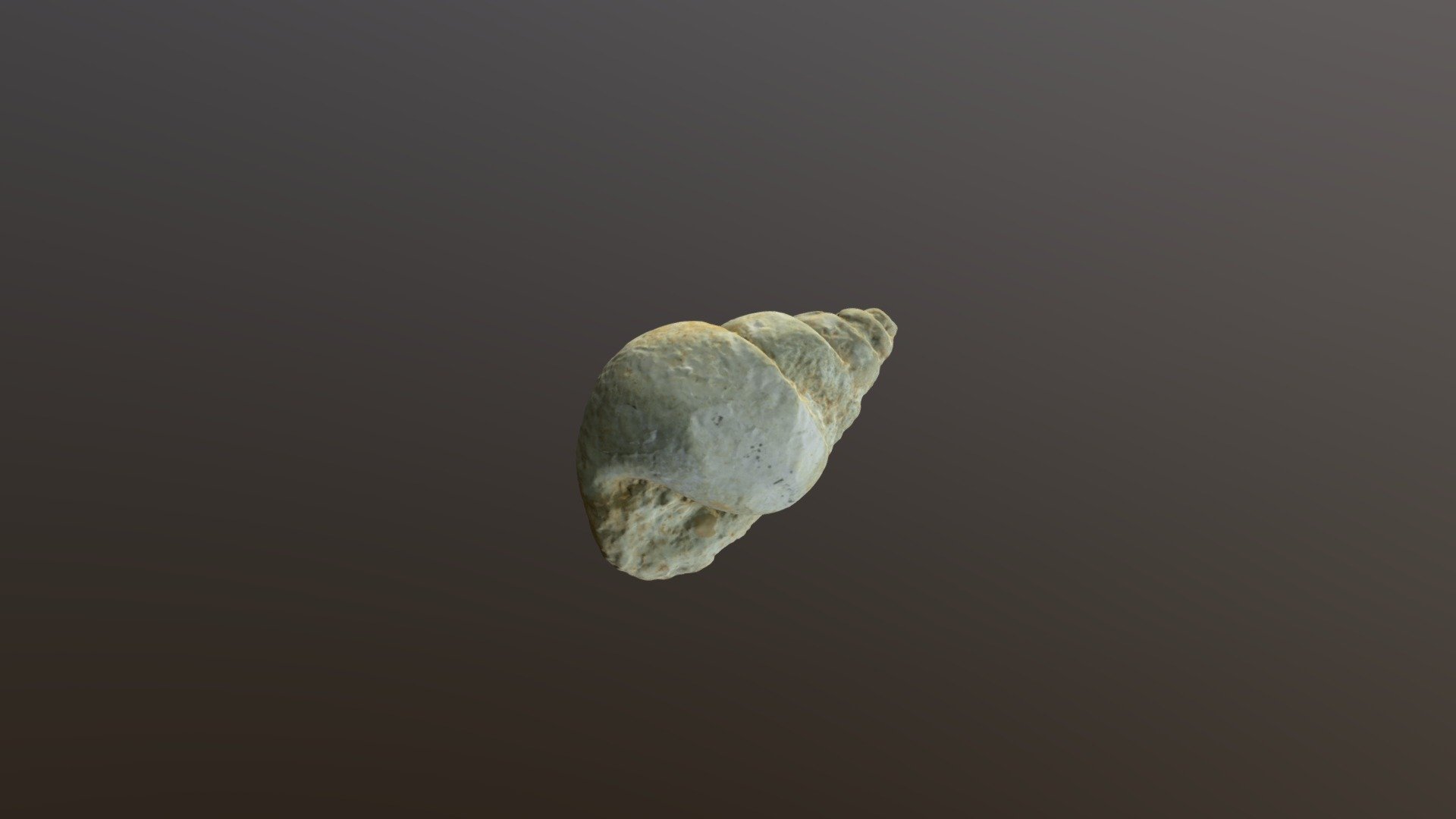 Tylostoma travisensis