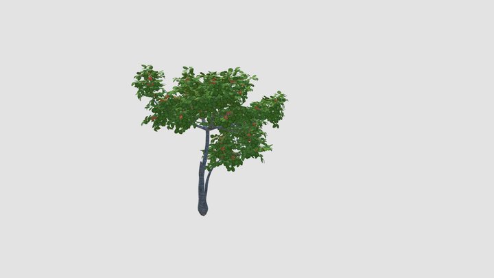 Prunus armeniaca   for CinemaD 3D Model