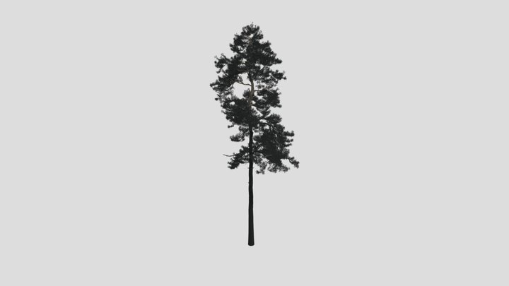 Pinus sylvestris 21 AM219 Archmodel 3D Model