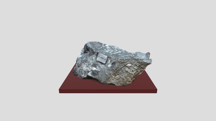 Caliza Con Fósiles- Facultad de Ingeniería UNAM 3D Model
