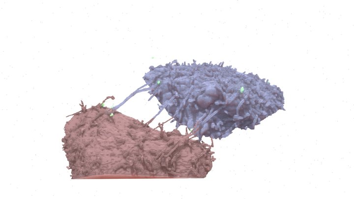 Nanoparticle-Cell Interactions 3D Model