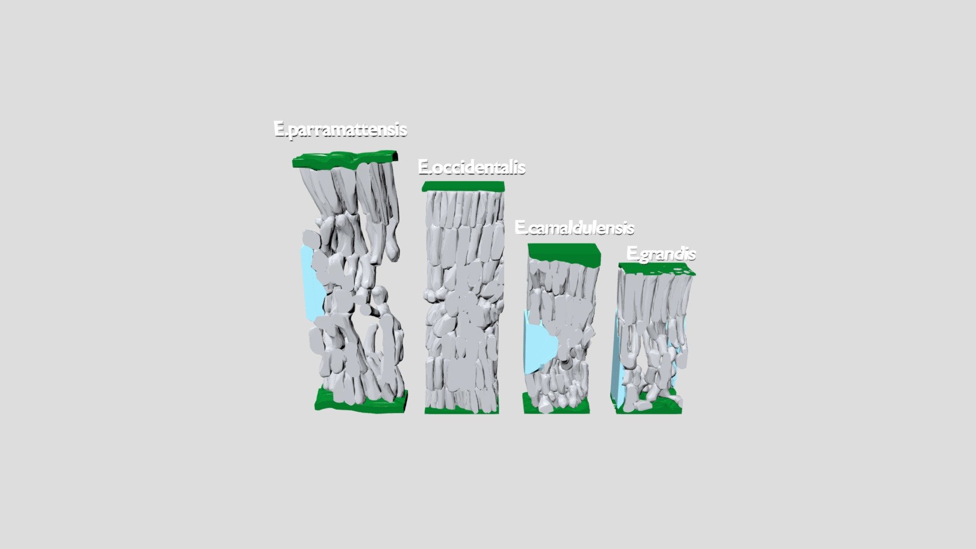 3D Eucalyptus leaf models