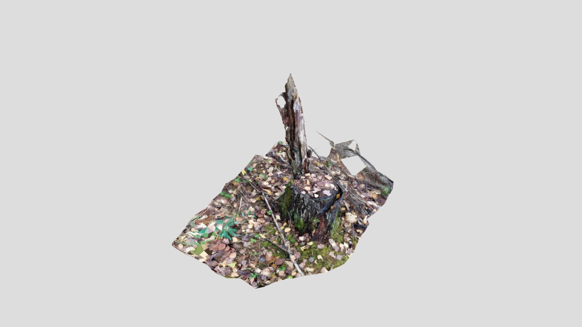 Old stump
