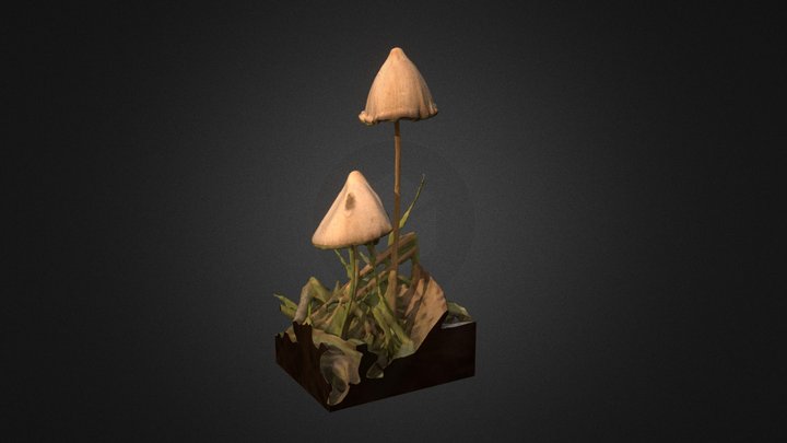 Mushrooms 3D Model