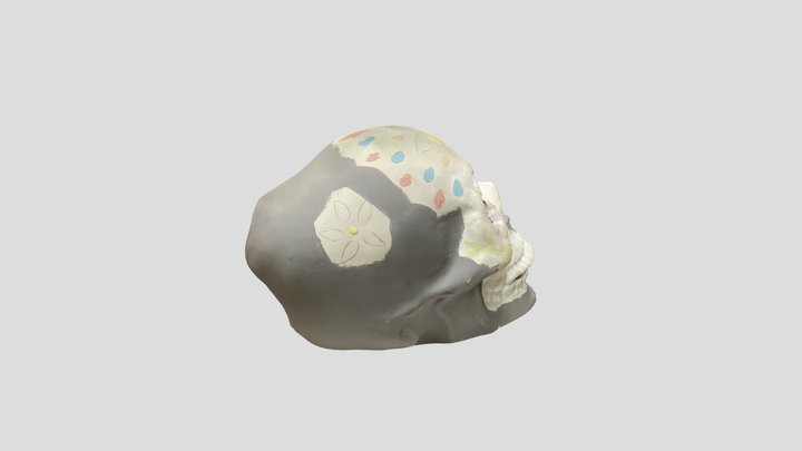 Skull 3D Model