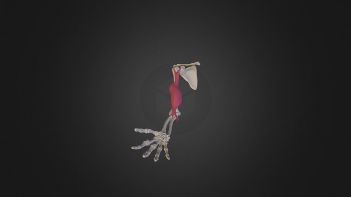 Biceps 3D Model