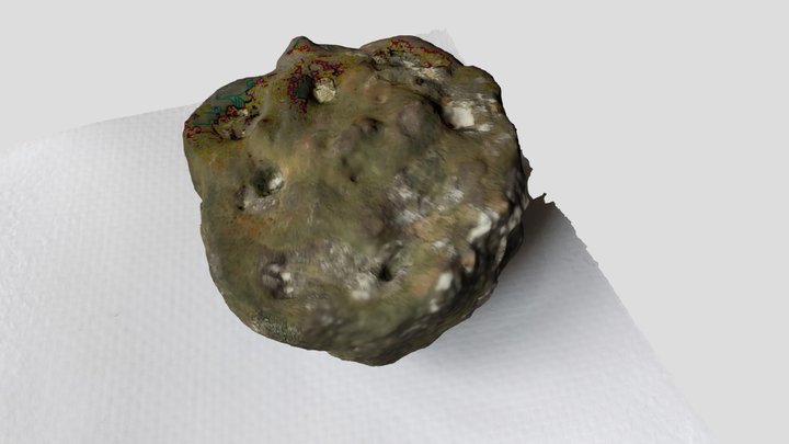 Sponge 3D Model