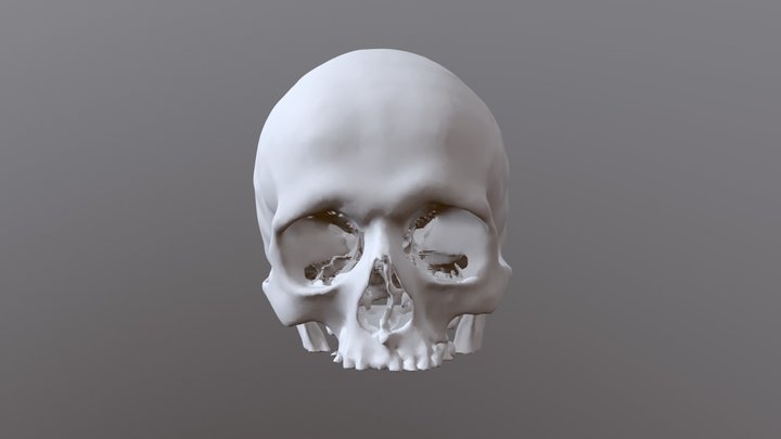 Human Skull - Male 40 years old 3D Model